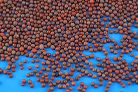 TRS Mustard Seeds - 100g - salpers.ch