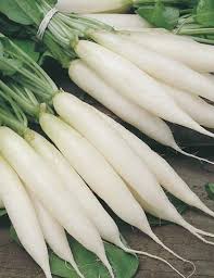 Fresh Radish White - Appx 700 - 900 Kg - salpers.ch